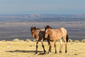Pair of Wild horses