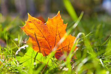 background texture of yellow leaves autumn leaf background
