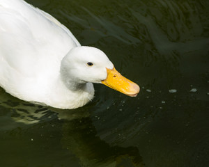 A nice closeup image of the front side of a cute white duck.