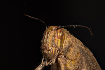 Le criquet égyptien 