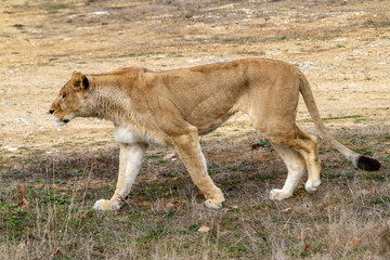 Lionne (Pantherra) © JMP de Nieuwburgh
