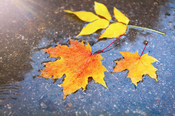 Fototapeta na wymiar background texture of yellow leaves autumn leaf background
