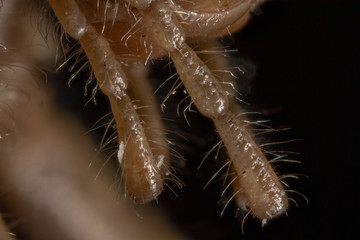 Le criquet égyptien 