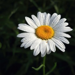 Daisy and dew