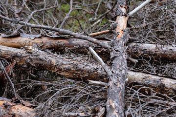 dry pine tree forest