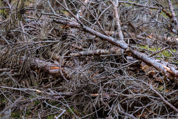 dry pine tree forest