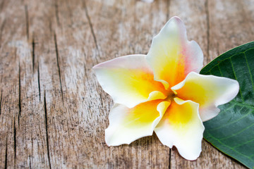 Fototapeta na wymiar Frangipani tropical flower old wooden background, white plumeria flower fresh.