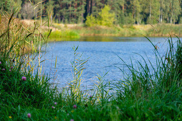 green foliage in early autumn with blur background