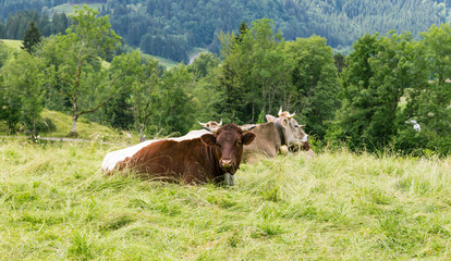 Cows lying in on a mountain meadow in the Alps. Bavaria. Germany.