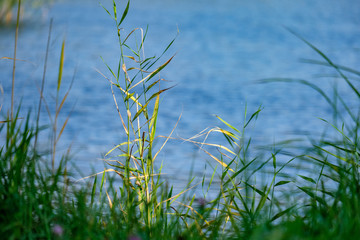 green foliage in early autumn with blur background