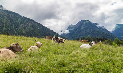 Fototapeta premium Cows lying in on a mountain meadow in the Alps. Bavaria. Germany.