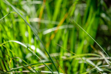 green foliage in early autumn with blur background
