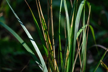 green foliage in early autumn with blur background