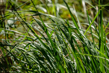 green foliage in early autumn with blur background