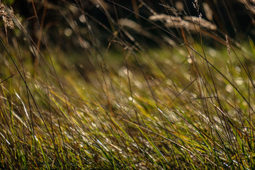 green foliage in early autumn with blur background