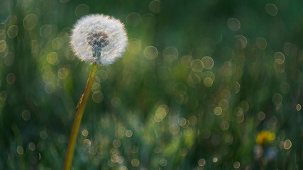 dandelion catching some sun in a field of grass