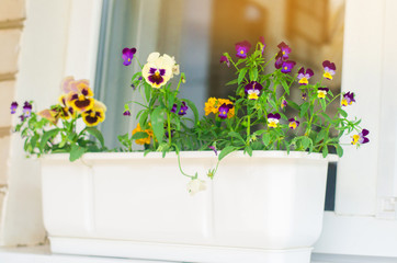 A pot of pansy flowers stands on the window, beautiful spring and summer flowers for home, garden, balcony or lawn, natural wallpaper