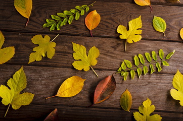 Colorful maple leaves on wooden table.Falling leaves natural background .Autumn season concepte