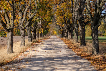 country gravel road in autumn colors with tree alley way on both sides