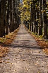 country gravel road in autumn colors with tree alley way on both sides