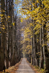 Obraz premium country gravel road in autumn colors with tree alley way on both sides