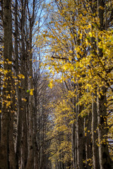 Fototapeta premium country gravel road in autumn colors with tree alley way on both sides
