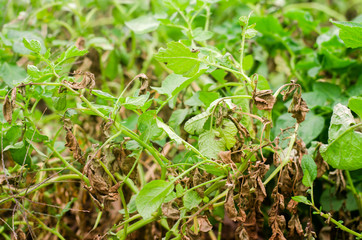 Leaves Of Potato With Diseases. Plant Of Potato Stricken Phytophthora (Phytophthora Infestans) In the field. Close Up. vegetables. farm agriculture. crop failure