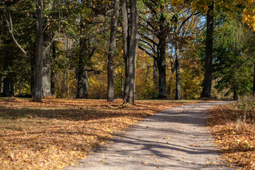 country gravel road in autumn colors with tree alley way on both sides