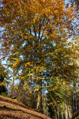 bright yellow colored birch tree leaves and branches in autumn