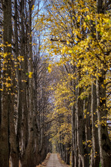 country gravel road in autumn colors with tree alley way on both sides