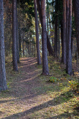 natural tourist trail in woods in late autumn