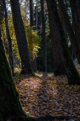 natural tourist trail in woods in late autumn