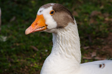 Duck