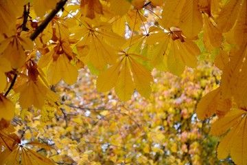 Yellow leaves of chestnut on a background of colorful leaves of the garden close-up.