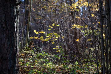 natural tourist trail in woods in late autumn