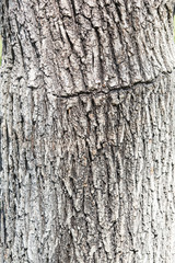 Tree Texture