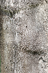 Tree Texture