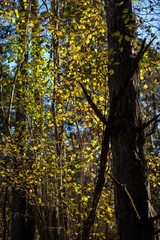 bright yellow colored birch tree leaves and branches in autumn