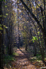 natural tourist trail in woods in late autumn