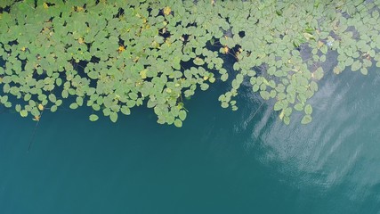 Aerial top view  of lotus flowers  on the lake