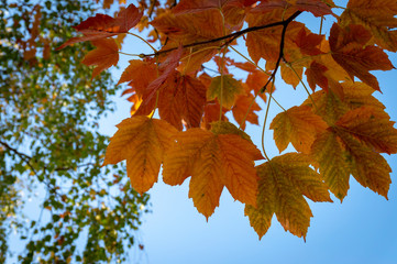Autumn leaves on blue sky background