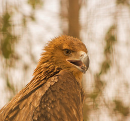  Closeup eagle's head and nick.