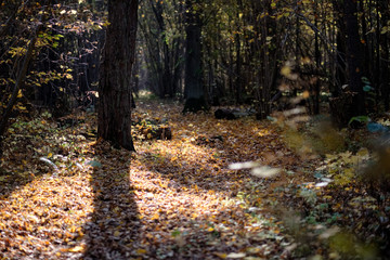 Obraz premium natural tourist trail in woods in late autumn
