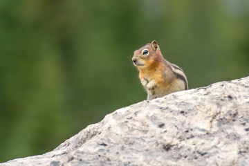 Naklejka na ściany i meble Canada rockies, Banff, squirrel