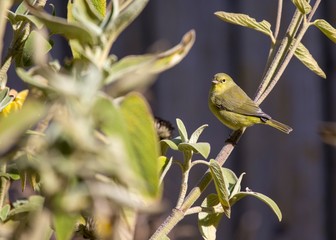 American Goldfinch (Spinus tristis)