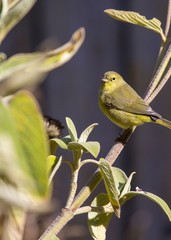 American Goldfinch (Spinus tristis)