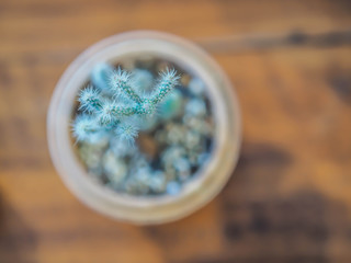 Top view and closeup of green cactus in blurry clay pot with gravel on wooden table.