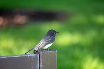 Black Phoebe (Sayornis nigricans)