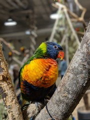 Parrot posing in the zoo
