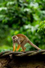 Squirrel monkey
